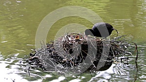 Feeding coots couple in Brummen, Holland