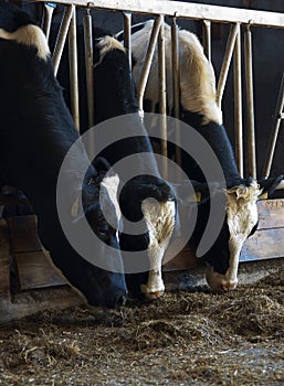 Feeding cows photo