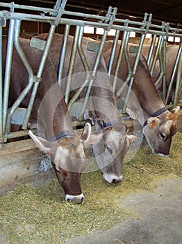 Feeding cows