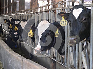 Feeding Cows photo