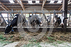 Feeding Cows in the barn