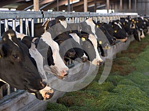 Alimentazione mucche stabile 