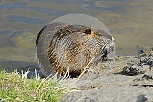 Feeding Coypu (Nutrie) on the Bank of Vltava River, Prague, Czech Republic, Europe