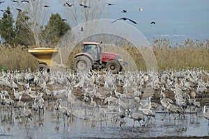 Feeding crane birds in Agamon Hula