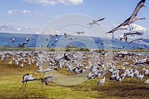Feeding Cranes photo