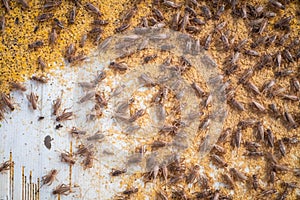 Feeding crickets in a cement pond