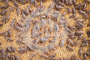 Feeding crickets in a cement pond