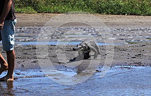 Feeding the crocodile on a river tour on the Tarcoles River photo