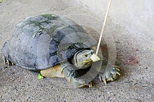 Feeding cucumber to turtle