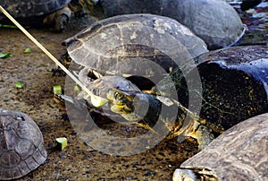 Feeding cucumber to turtle