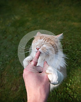 Feeding cute cat licking finger