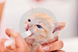 Feeding a cute ginger rescue kitten with a syringe - close up