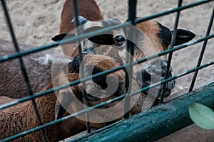 Feeding cute looking goats in a cage. Caged captive animals held prisoners in a zoo or on a farm. Group of young brown domestic