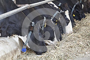 Feeding dairy cows in a farm