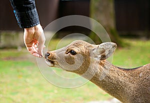Feeding a deer in Nara