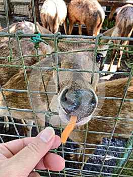 Feeding Deer at Zoo