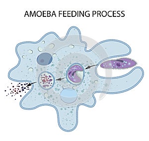 Feeding and Digestion in Amoeba photo