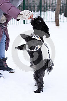 Feeding dog by ownerÃ¢â¬â¢s hand. Black Russian colored lap dog phenotype for a walk at wintertime