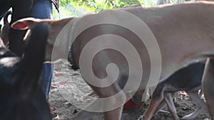 Feeding in dog pound. Hungry dogs eat their food at the dog sanctuary