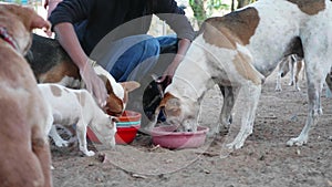 Feeding in dog pound. Hungry dogs eat their food at the dog sanctuary