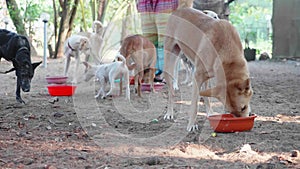 Feeding in dog pound. Hungry dogs eat their food at the dog sanctuary