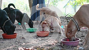 Feeding in dog pound. Hungry dogs eat their food at the dog sanctuary