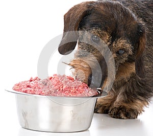 Feeding the dog raw food