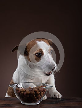 Feeding dogs. Natural raw food. Pet food. Jack Russell Terrier is eating