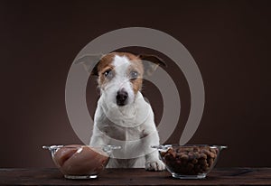 Feeding dogs. Natural raw food. Pet food. Jack Russell Terrier is eating