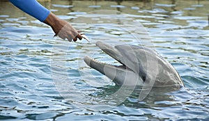 Feeding dolphin