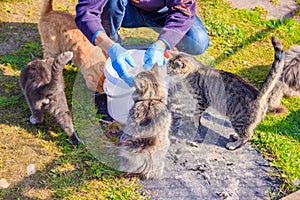 Feeding domestic cats. A lot of cats. Clean, well-groomed cats eat on the grass. Pets