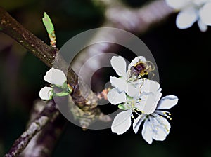 Feeding Dronefly on a white plum flower