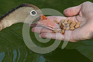 Feeding the Duck