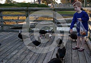 Feeding The Ducks