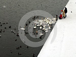 Feeding ducks and swans