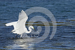 Feeding Egret