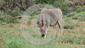 Feeding eland antelope