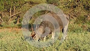 Feeding eland antelope