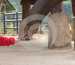 Feeding the Elephant
