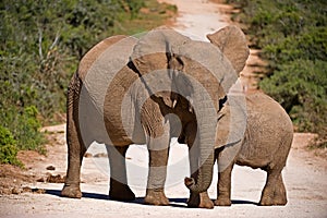 Feeding Elephant