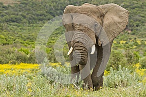 Feeding elephant
