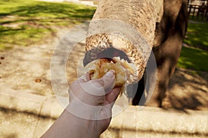 Feeding elephant