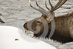 Feeding Elk on river in Yellowstone National Park