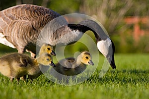 Feeding Family