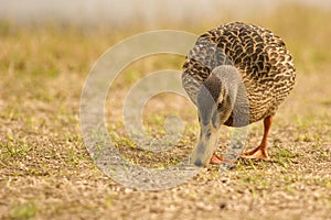 Feeding Female mallard