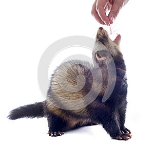 Feeding ferret