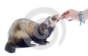 Feeding ferret