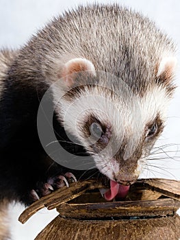 Feeding ferret