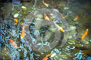 Feeding fish in pond