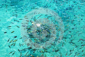 Feeding fish in the sea